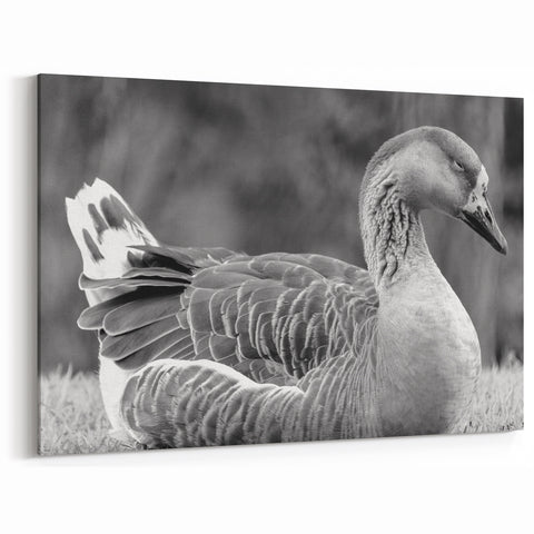 Serene Goose Resting Canvas Art - Peaceful Goose Wall Decor