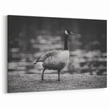 Majestic Goose Strolling Canvas Art - Captivating Goose Wall Decor