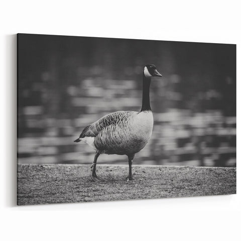 Majestic Goose Strolling Canvas Art - Captivating Goose Wall Decor