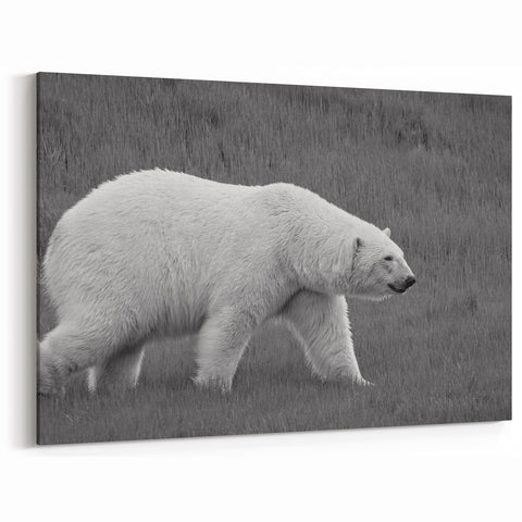 Polar Bear on Grass - Wildlife Arctic Animal Canvas Art