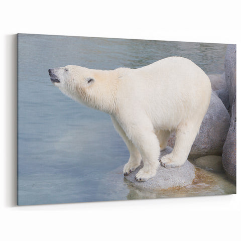 Polar Bear by the Water - Wildlife Arctic Animal Canvas Art