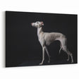 Elegant Whippet Dog Art Prints - Dog Wall Decor for Sophisticated Spaces
