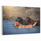 Playful Labradors in Water Wall Decor - Dog Canvas Art & Prints