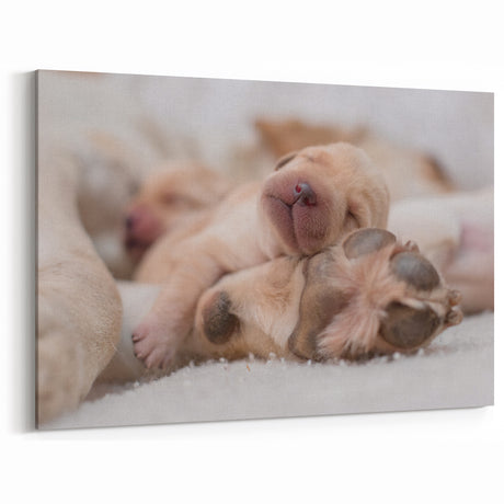 Adorable Newborn Labrador Puppies Wall Decor - Cute Dog Pictures