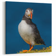 Striking Puffin Canvas Art - Perfect Puffin Decor for Nature Lovers
