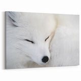 Serene Arctic Fox Wall Art - Elegant White Fox on Canvas and Prints