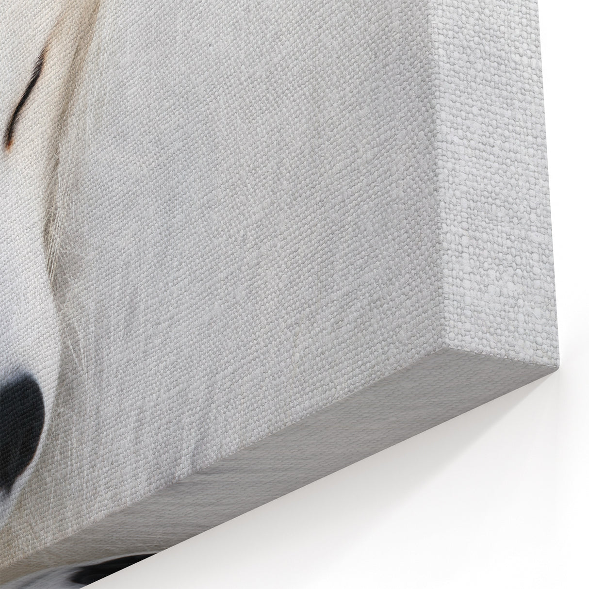 Serene Arctic Fox Wall Art - Elegant White Fox on Canvas and Prints