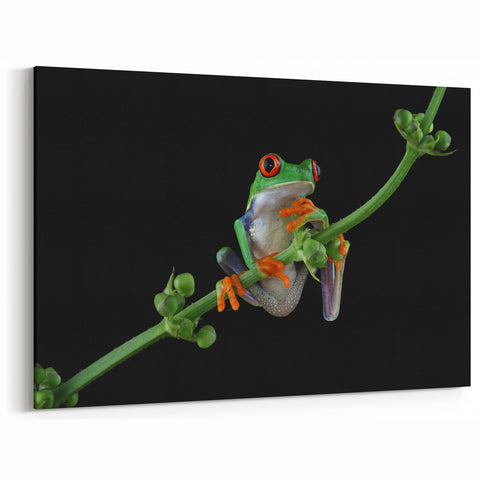 Tree Frog Wall Art - Vibrant Amphibian Canvas Print for Nature Decor