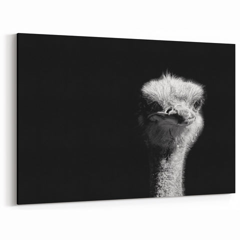 Striking Ostrich Wall Art - Black and White Ostrich Canvas Decor