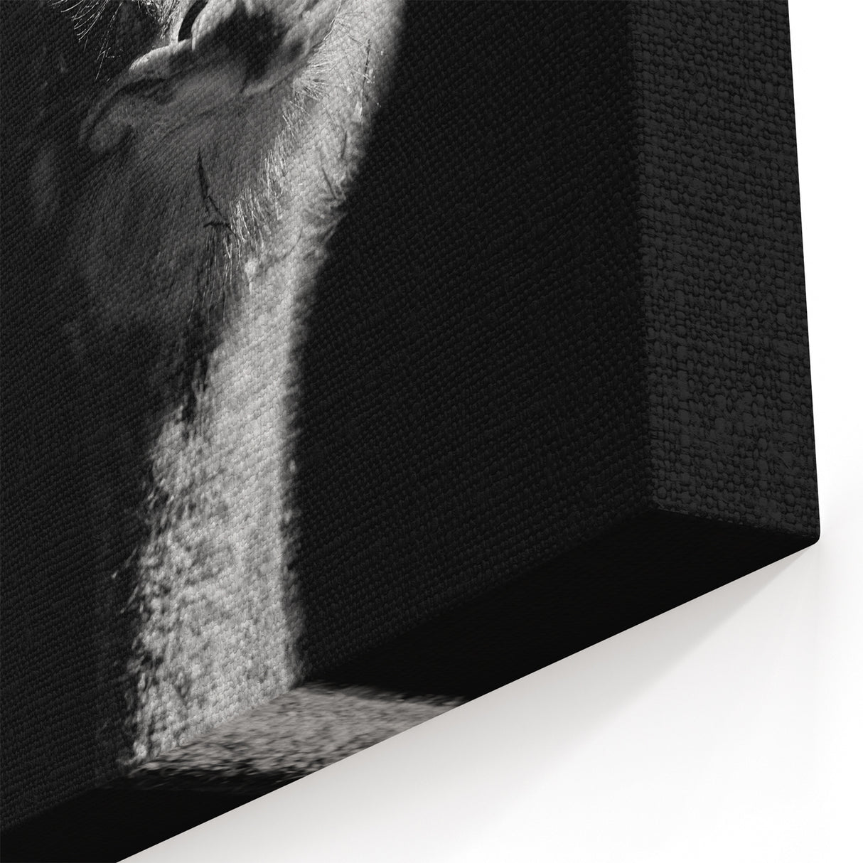 Striking Ostrich Wall Art - Black and White Ostrich Canvas Decor