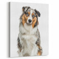Charming Australian Shepherd Wall Art - Cute Australian Shepherd Canvas Art