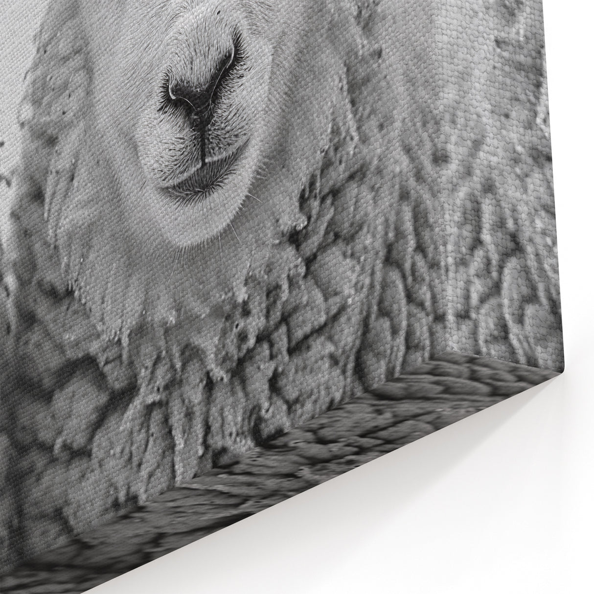 Monochrome Sheep Duo Wall Art - Canvas, Framed & Acrylic Prints