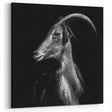 Dramatic Goat Portrait Wall Art - Bold Canvas, Framed & Acrylic Prints