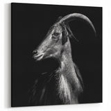 Dramatic Goat Portrait Wall Art - Bold Canvas, Framed & Acrylic Prints