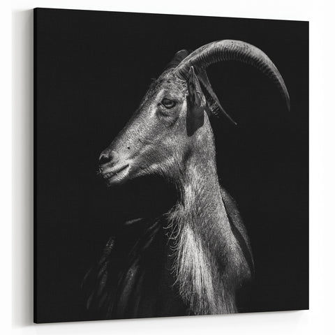 Dramatic Goat Portrait Wall Art - Bold Canvas, Framed & Acrylic Prints
