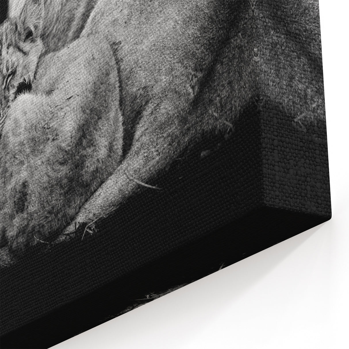 Family of Lions Wall Art - Wildlife Canvas Print