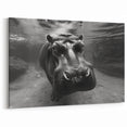 Underwater Hippo Close-Up - Black & White Wildlife Canvas & Prints