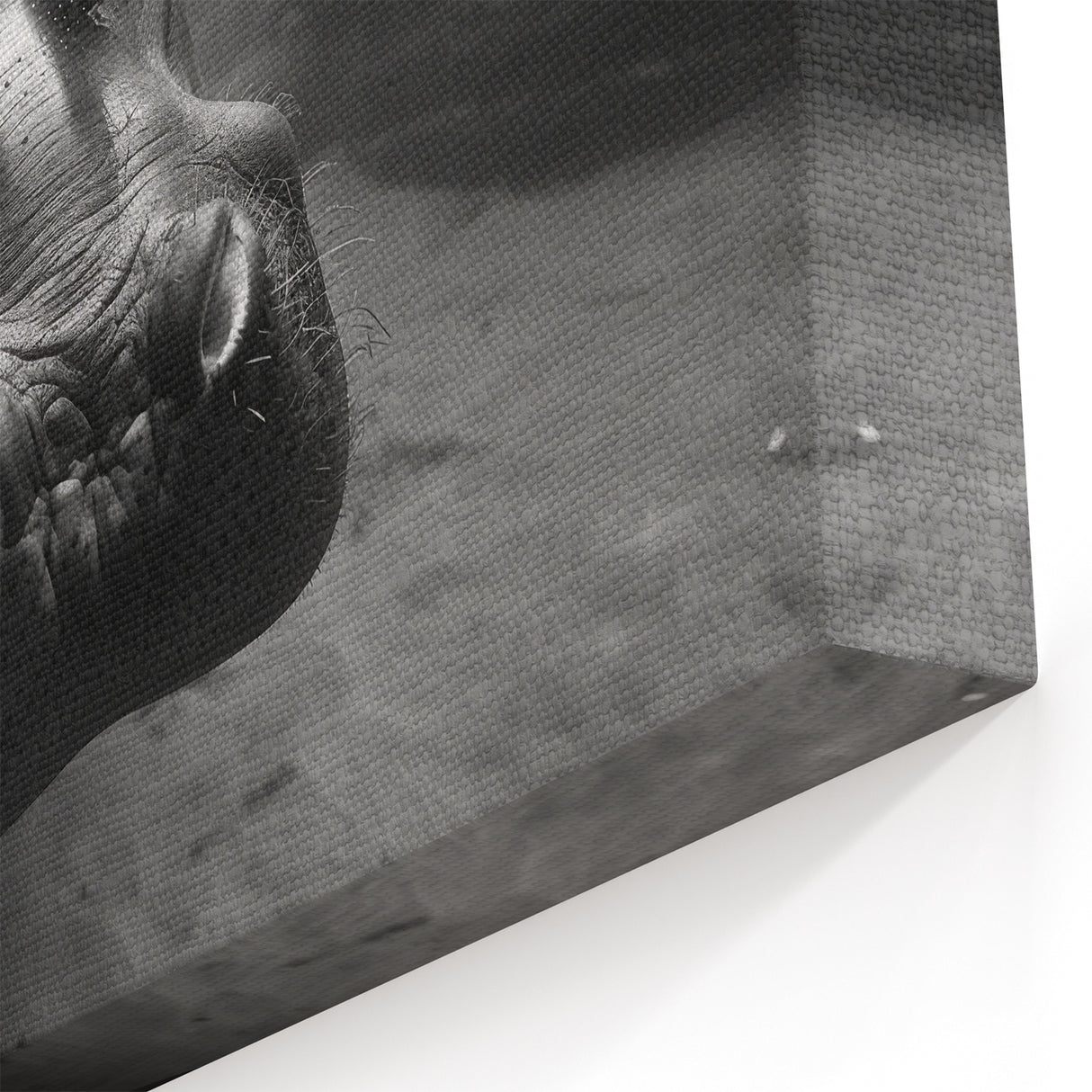 Underwater Hippo Close-Up - Black & White Wildlife Canvas & Prints