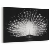 Elegant White Peacock Wall Art - Stunning Black & White Canvas Print