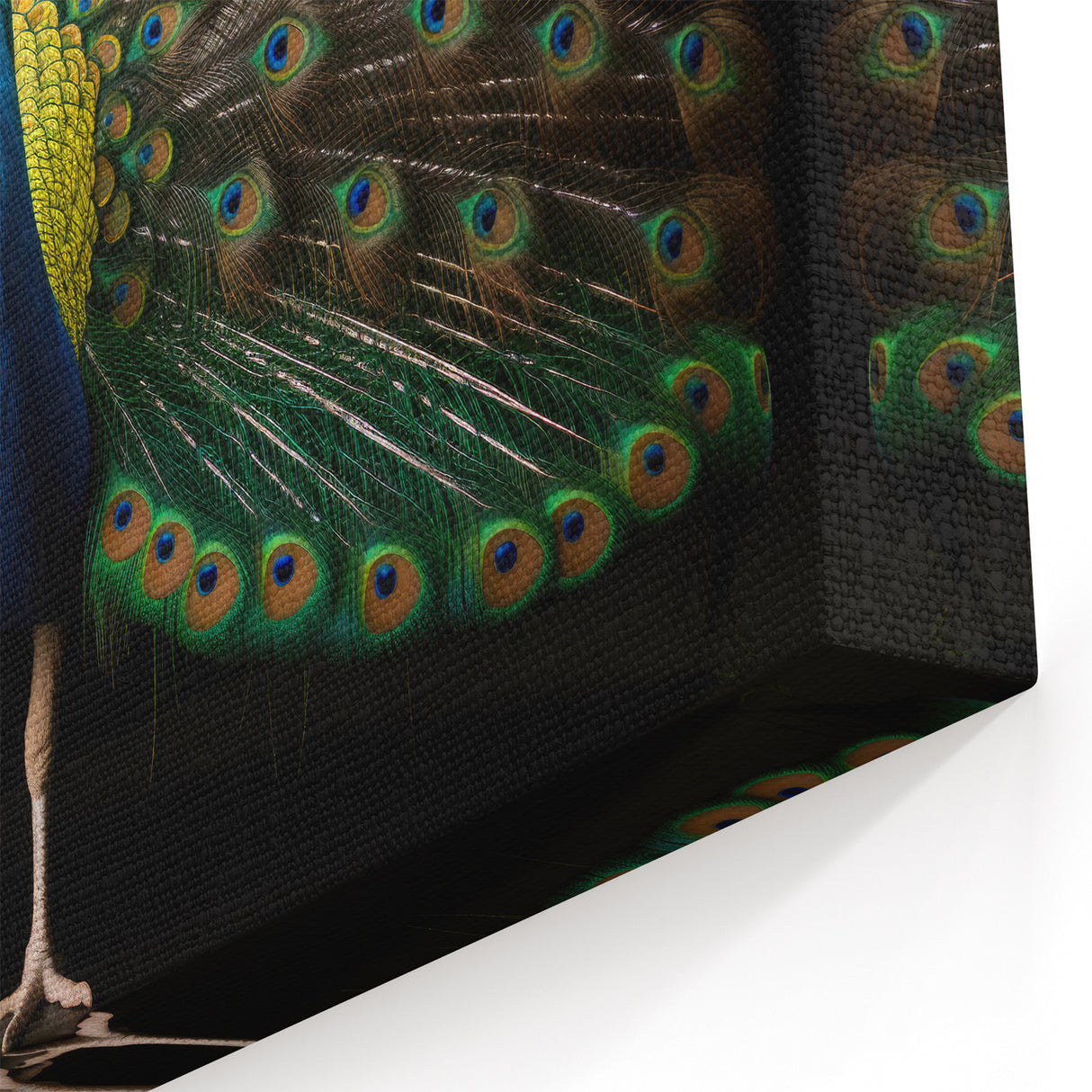 Majestic Peacock Display Wall Art - Bold and Vibrant Canvas Print