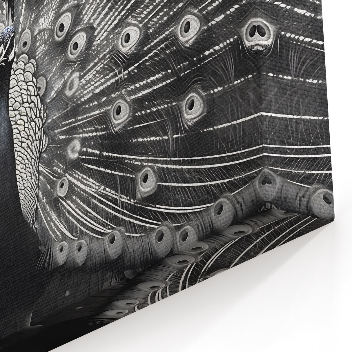 Black and White Peacock Wall Art - Elegant Monochrome Peacock Decor