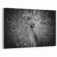 Monochrome Peacock Wall Art - Sophisticated Black and White Decor