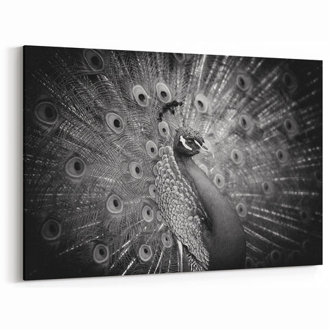 Monochrome Peacock Wall Art - Sophisticated Black and White Decor
