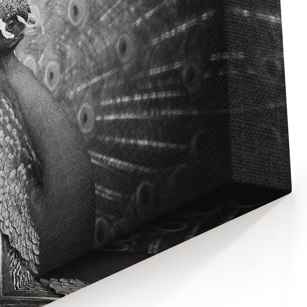 Monochrome Peacock Wall Art - Sophisticated Black and White Decor