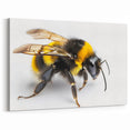 Close-Up Bumblebee Wall Art - Minimalist Nature-Inspired Canvas Print