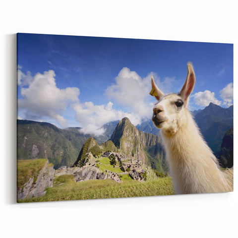 Llama at Machu Picchu Wall Art - Scenic Canvas & Framed Prints for Travel Lovers