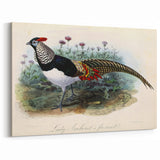 Elegant Lady Amherst Pheasant Wall Art - Premium Wildlife Canvas Print