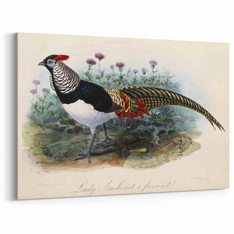 Elegant Lady Amherst Pheasant Wall Art - Premium Wildlife Canvas Print