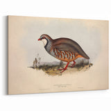 Red-Legged Partridge Wall Art - Classic Wildlife Canvas & Print Decor