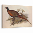 Common Pheasant Wall Art - Classic Wildlife Canvas & Print Decor