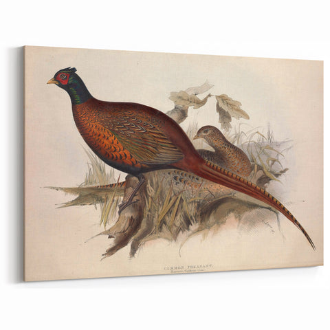 Common Pheasant Wall Art - Classic Wildlife Canvas & Print Decor