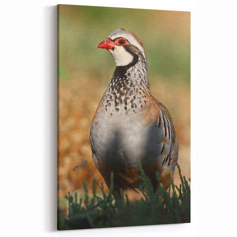 Close-Up Partridge Wall Art - Stunning Wildlife Canvas & Print Decor