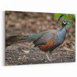 Exotic Pheasant Wall Art - Detailed Wildlife Canvas & Print Decor