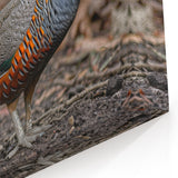 Exotic Pheasant Wall Art - Detailed Wildlife Canvas & Print Decor