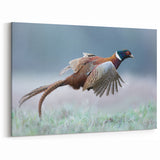 Flying Pheasant Wall Art - Dynamic Wildlife Canvas & Print Decor