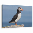 Majestic Puffin Wall Art - Elegant Puffin Decor for Nature Lovers