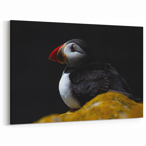 Dramatic Puffin Wall Art - Captivating Puffin Decor for Modern Spaces
