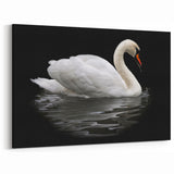 White Swan Wall Art - Elegant Swan Canvas Print with Dark Background