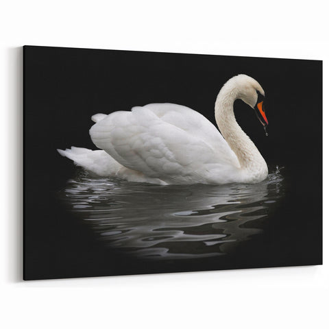 White Swan Wall Art - Elegant Swan Canvas Print with Dark Background