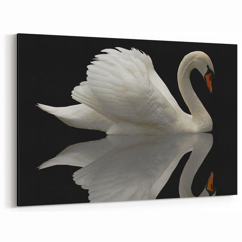 White Swan Reflection Wall Art - Elegant Swan Canvas with Black Background