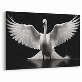 Dramatic Swan Wall Art - Powerful Swan Canvas Print with Black Background