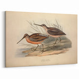 Shore Birds Wall Art - Coastal Grey Snipe Canvas Art Print for Beach Decor