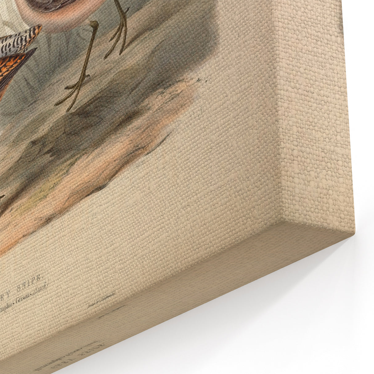 Shore Birds Wall Art - Coastal Grey Snipe Canvas Art Print for Beach Decor