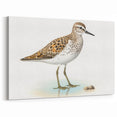 Elegant Shore Birds Wall Art - Coastal Birds Canvas & Framed Decor Print