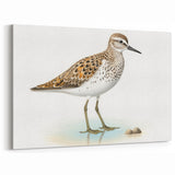 Elegant Shore Birds Wall Art - Coastal Birds Canvas & Framed Decor Print