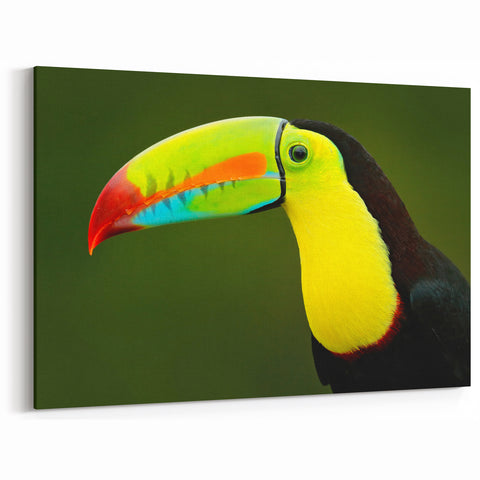 Vibrant Tropical Toucan Wall Art - Exotic Birds Canvas Print for Home Decor